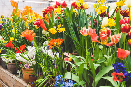 many different flowers in pots on the table in the greenhouse, different varieties of flowers, bright spring live flowers, background image, selective focus, tinted imageの写真素材