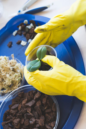 orchid transplanting, woman transplanting houseplants, houseplants are easy to care for,の写真素材