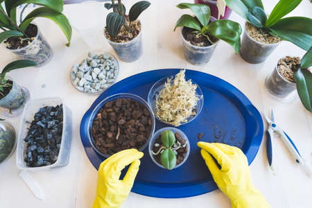 orchid transplanting, woman transplanting houseplants, houseplants are easy to care for,