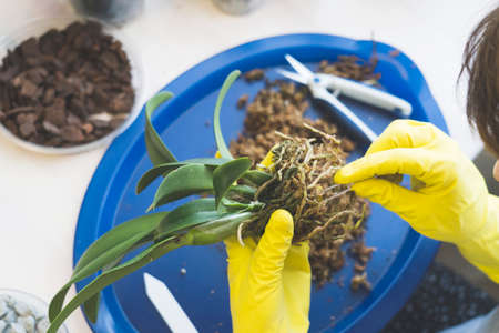 orchid transplanting, woman transplanting houseplants, houseplants are easy to care for,