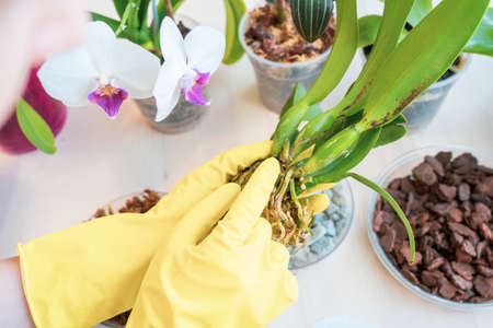 orchid transplanting, woman transplanting houseplants, houseplants are easy to care for,