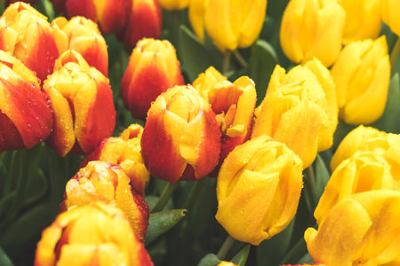 lots of colorful tulips close-up, different varieties of tulipsの写真素材