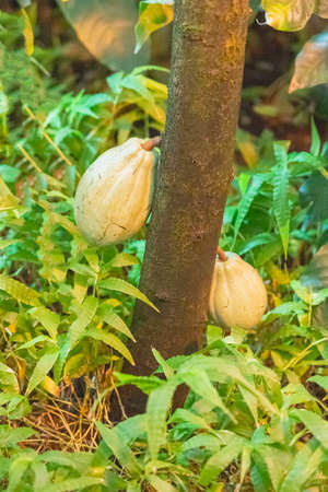 cocoa beans grow on a tree in a rainforest
