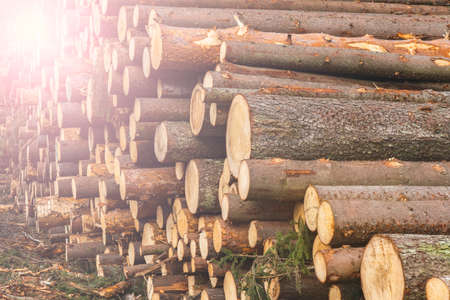 deforestation for roads, wood harvesting, wood as a renewable biological resource, deforestation...
