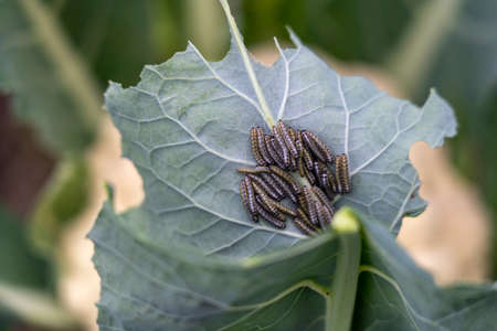 caterpillars on cabbage close-up, selective focus tinted image