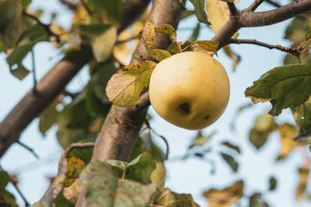 green Apple on a branch with green leaves, selective focus
