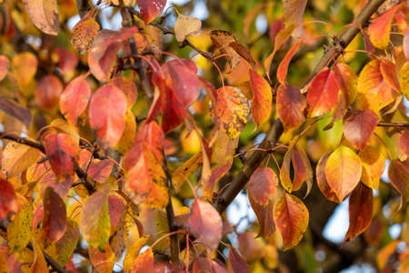 bright orange leaves on a pear tree, autumn foliage in a garden on fruit trees