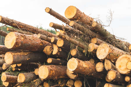 trees are cut down, deforestation for construction,