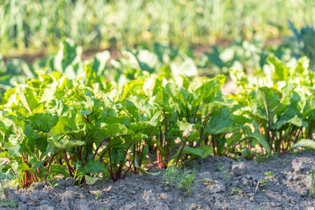young beetroot grows in a garden bed, selective focusingの写真素材
