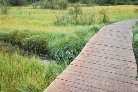 a wooden path through the swamp. Active recreation in the fresh air.
