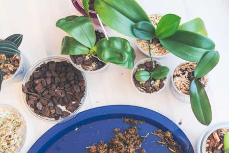 orchid transplanting, woman transplanting houseplants, houseplants are easy to care for, Beautiful orchid plant transplanted into new soilの写真素材