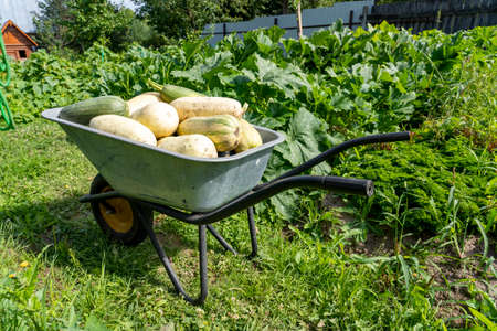 a large crop of zucchini, green for sale in a wheelbarrow,の写真素材
