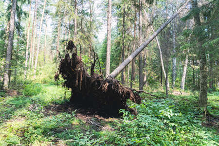 a tree was felled in the forest from a strong wind. Storm damageの写真素材