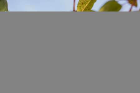 ripe red apple on a branch with green leaves on the sky background, apple harvest, selective focusing of the tinted imageの写真素材