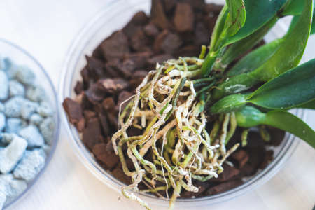 orchid transplanting, woman transplanting houseplants, houseplants are easy to care for, Beautiful...