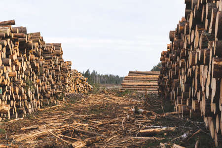 deforestation for roads, wood harvesting, wood as a renewable biological resource, deforestation...
