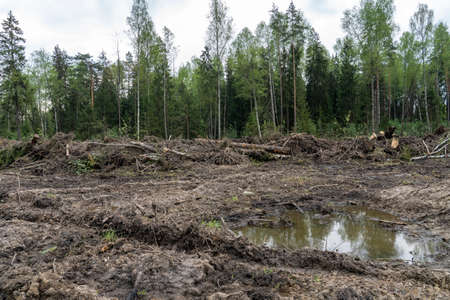 a section of forest after deforestation, the concept of deforestation. A pile of wooden logs, cut down and stacked. Cut branches and tree trunks after the destruction of the forestの写真素材