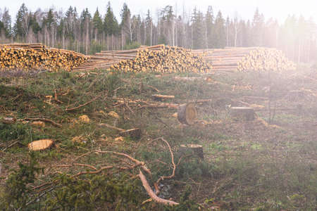 deforestation for roads, wood harvesting, wood as a renewable biological resource, deforestation area for highways, construction of toll roads, land acquisition for the construction of a major roadの写真素材