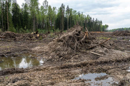 a section of forest after deforestation, the concept of deforestation. A pile of wooden logs, cut...