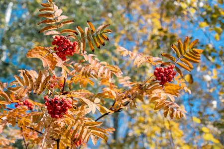 red rowan berries on the background of yellow leaves, large bunches of berries, blue sky on the background, autumn theme, selective focus tinted image. High quality photoの写真素材