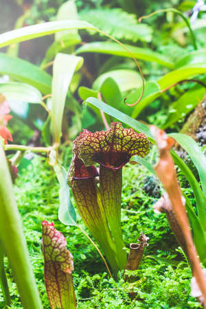 rare carnivorous plants close-up in a greenhouse, blurred background, selective focus, breeding of rare plant species. plants in the tropics and jungles that feed on insectsの写真素材