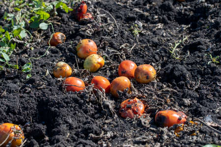View Of Tomato Plants Growing In Field Close Up after harvest, spoiled tomatoes discarded. High quality photoの写真素材