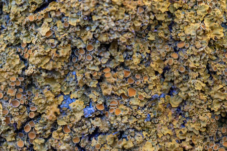 bright moss and fungus on the bark of the tree, background picture, background. High quality photoの写真素材