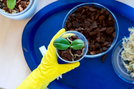 orchid transplanting, woman transplanting houseplants, houseplants are easy to care for, Beautiful...