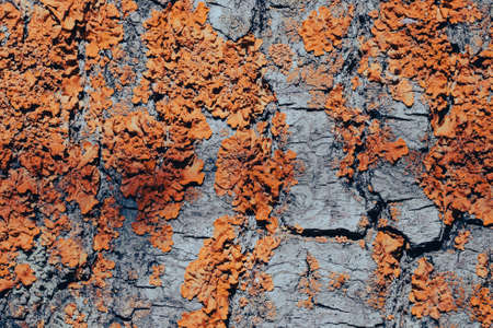 bright moss and fungus on the bark of the tree, background picture, background. High quality photoの写真素材