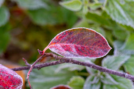 Autumn yellow leaf on a branch in the needles of frost. Morning frost. rime. Late autumn.