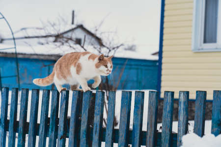 the cat walks along the fence in the spring so as not to walk on dirt and snow, a trained catの写真素材