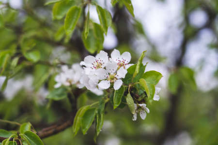 Apple tree flowers in spring after rain, Spring background, white flowers on the background of a blooming garden, close-up with space for text, swelling of buds in apple trees in spring, applesの写真素材