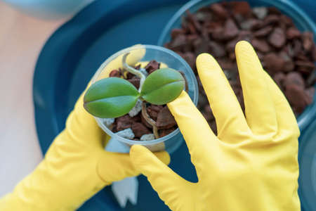 orchid transplanting, woman transplanting houseplants, houseplants are easy to care for, Beautiful...