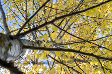 view of the birch from bottom to top, branches and trunk of the birch tree. High quality photoの写真素材