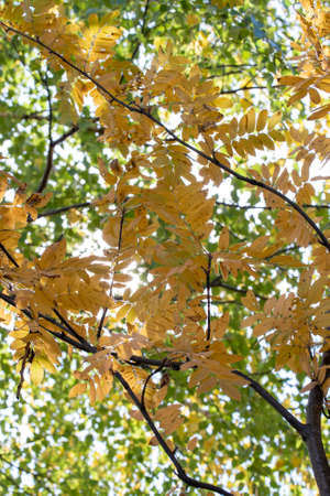 ripe red rowan berry on bushes with yellow leaves. High quality photo