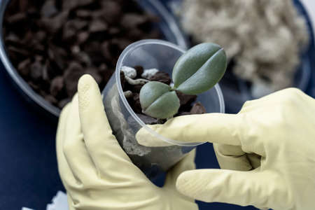 orchid transplanting, woman transplanting houseplants, houseplants are easy to care for, Beautiful orchid plant transplanted into new soil from pine bark on the background of a wooden tableの写真素材