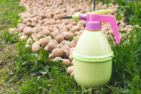 spraying of potato tubers before planting from pests, Treatment of sprouted potatoes with insecticide before planting in the soil. Covering potato tubers with a protective composition against pestsの写真素材