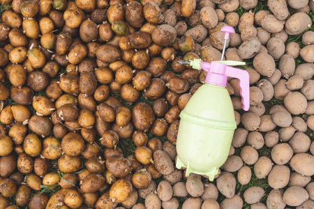 spraying of potato tubers before planting from pests, Treatment of sprouted potatoes with...