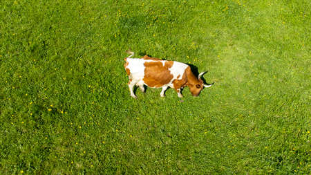 A red cow in a meadow top view, Aerial photography from a drone from top to bottom with a view of cows and cattle resting on a green meadow near the river. Pasture of dairy cowsの写真素材
