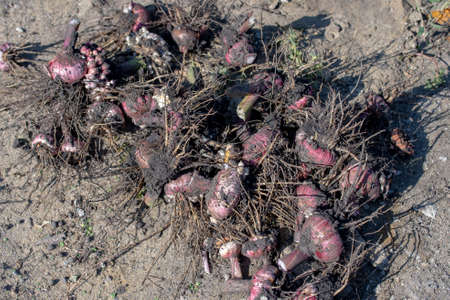 the roots of gladiolus flowers in autumn are dug out of the ground, the bulbs of perennial flowers...