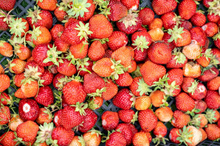 A box of freshly picked strawberries in the field