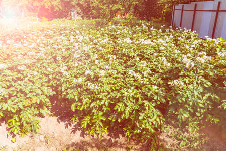 Flowering potato bushes. Potato bush blooming with white flowersの写真素材