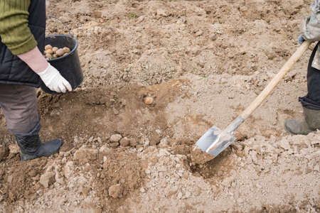 planting potatoes under a shovel