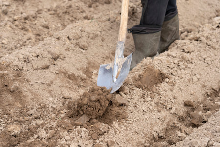 planting potatoes under a shovel, manual labor in agriculture, personal subsidiary farming. High...