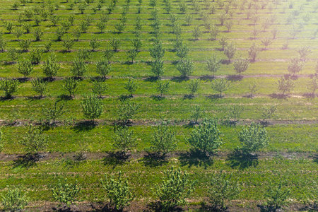 growing apples view from a quadcopter, orchard photo from height, young apple orchard from a height. High quality photoの写真素材