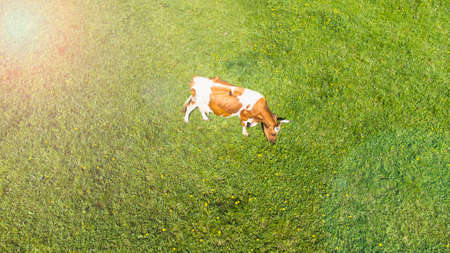 variegated cow walks in a green meadow on a sunnyの写真素材