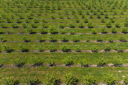 growing apples view from a quadcopter, orchardの写真素材