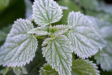 Green leaves of the plant in frost after a strong night frost, spring frostsの写真素材