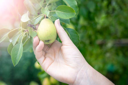 hand close-up holds ripe pears on a branch, farmerの写真素材
