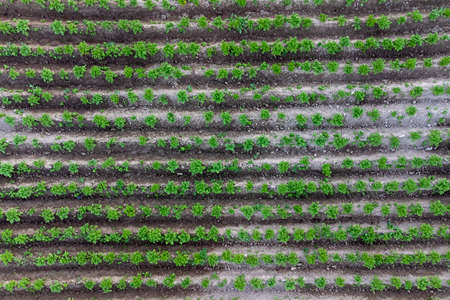 cultivation of an environmentally friendly productの写真素材